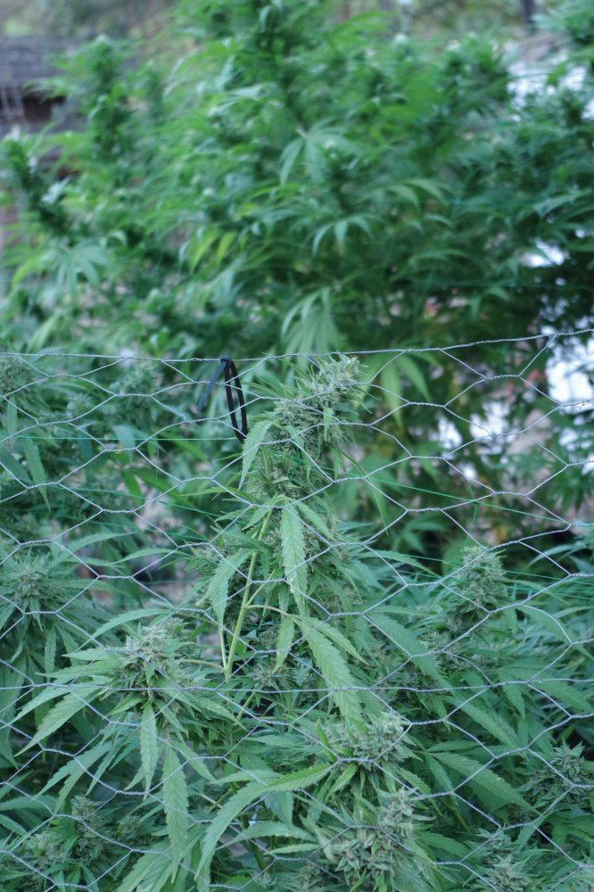 Grow Log 1252 09 23 2017