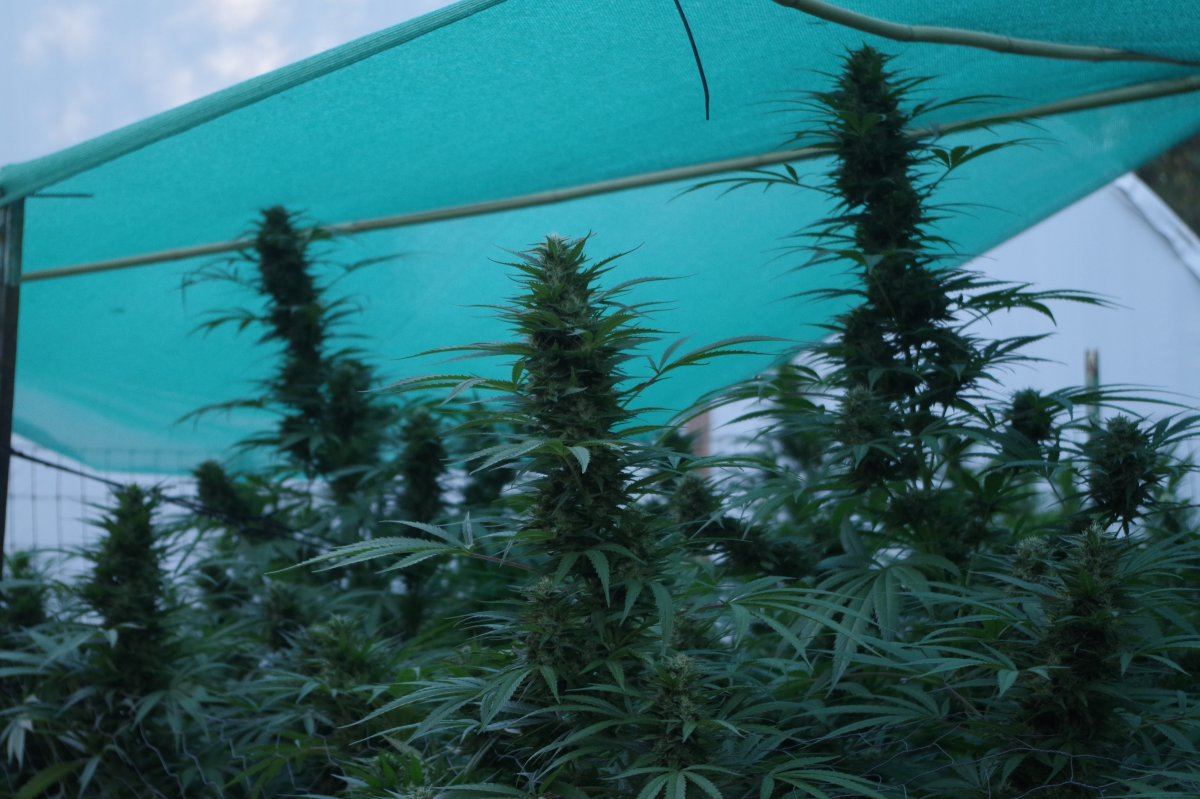 Grow Log 1265 09 23 2017