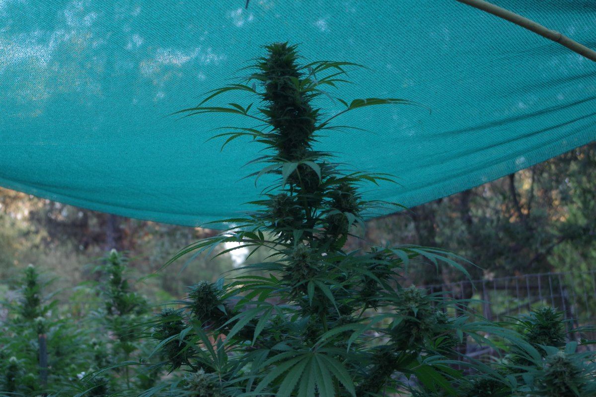 Grow Log 127109 23 2017