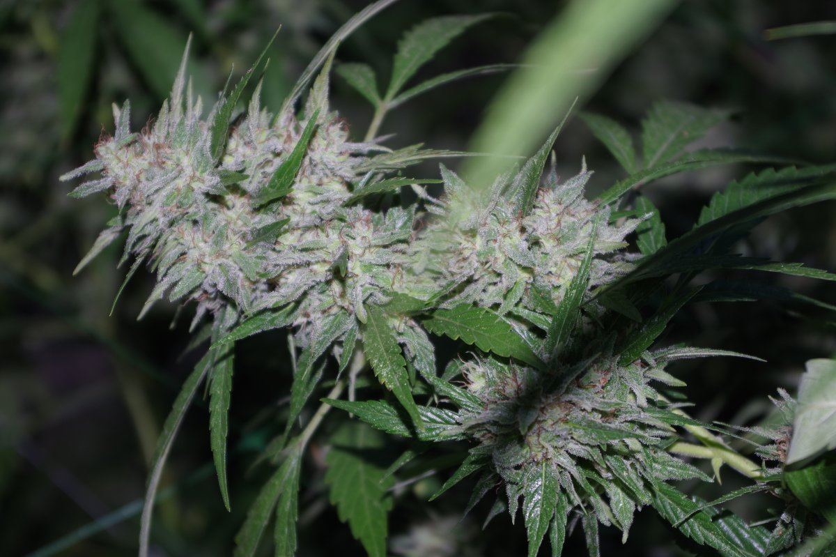 Grow Log 1275 09 23 2017