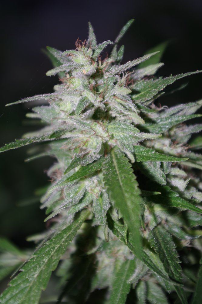 Grow Log 1280 09 23 2017