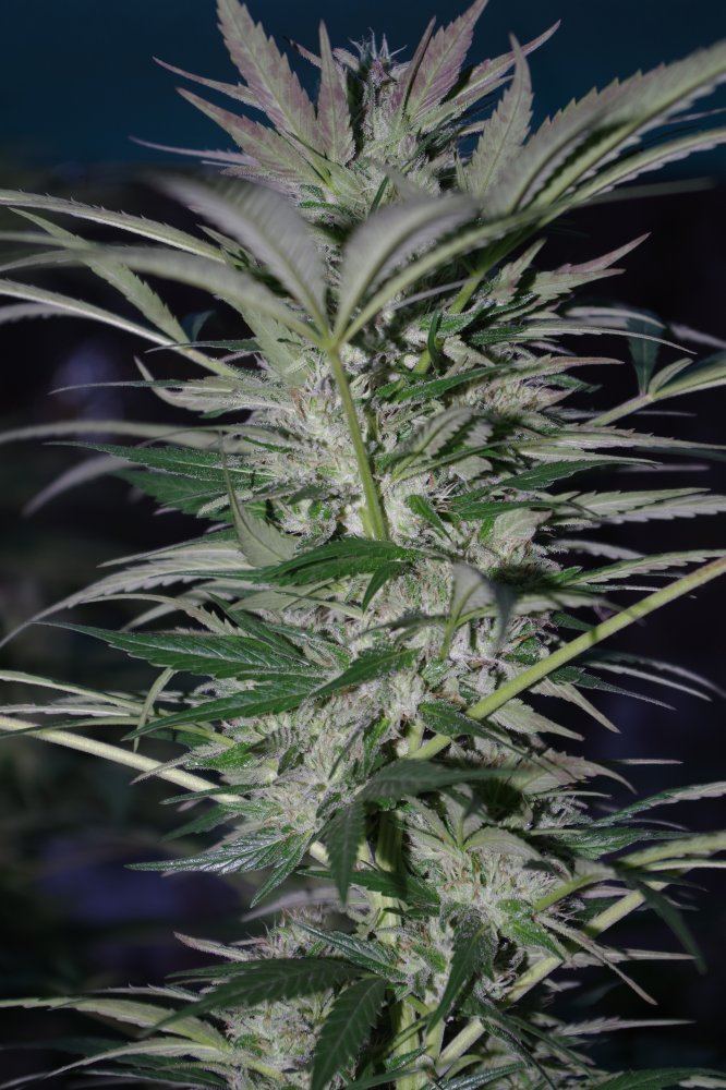 Grow Log 1291 09 23 2017