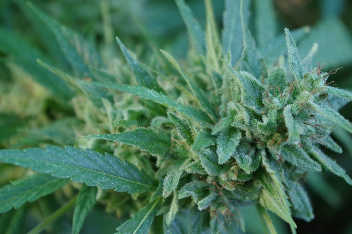 Grow Log 13 09 25 2017