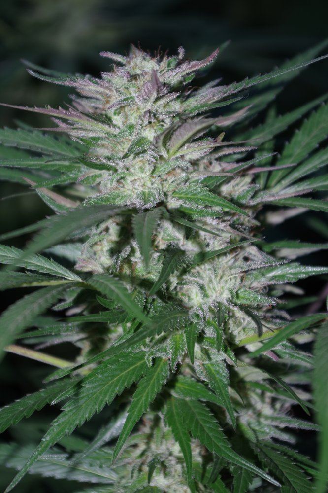 Grow Log 1302 09 23 2017