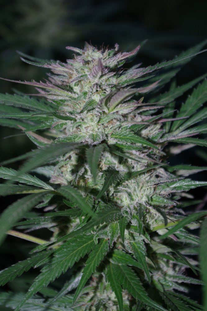 Grow Log 1303 09 23 2017