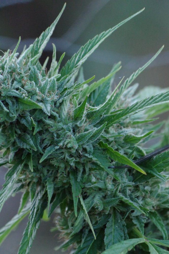 Grow Log 1342 09 25 2017