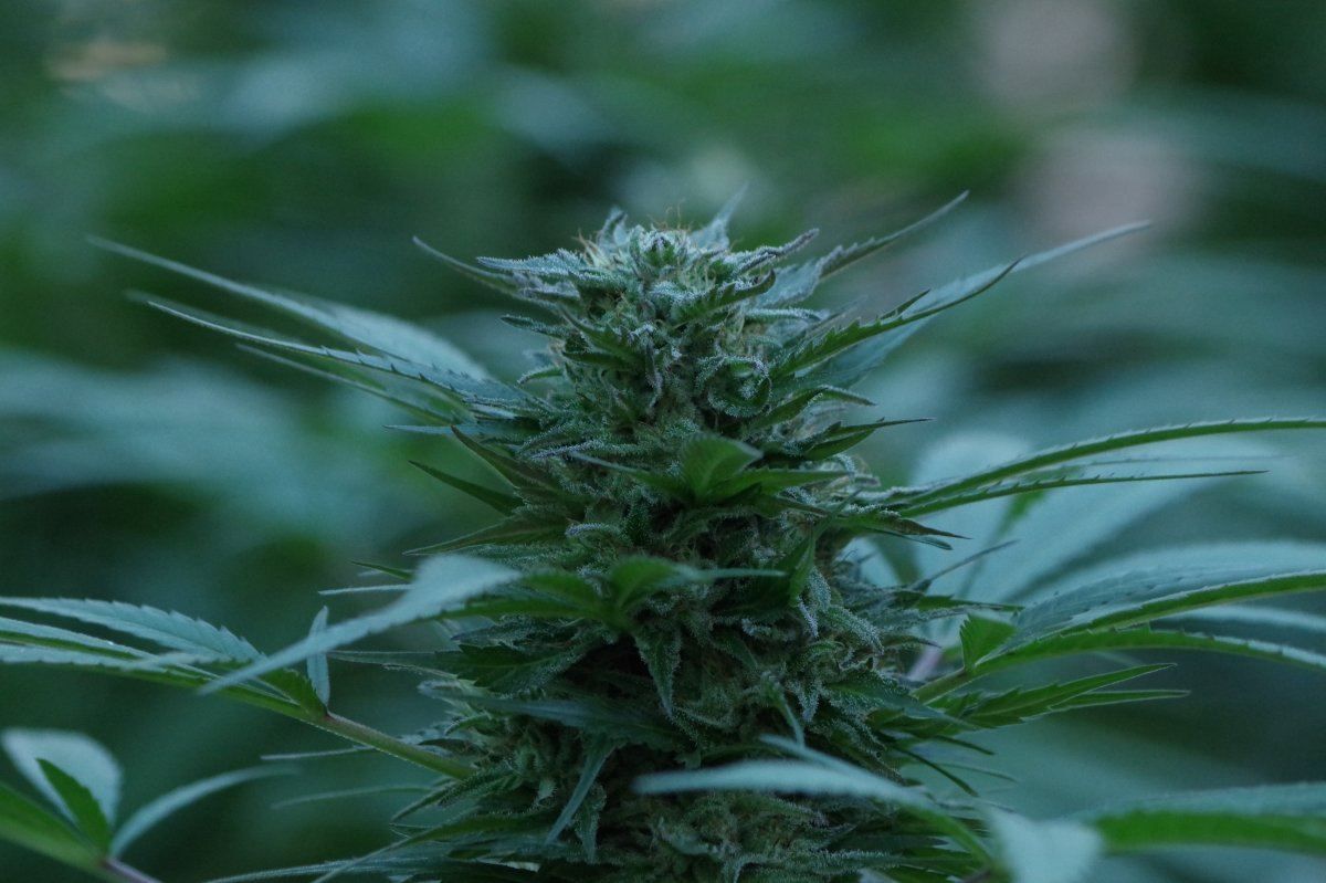 Grow Log 1349 09 25 2017