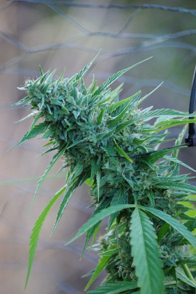 Grow Log 1380 09 25 2017