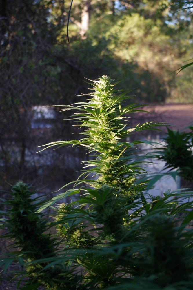 Grow Log 1447 09 25 2017