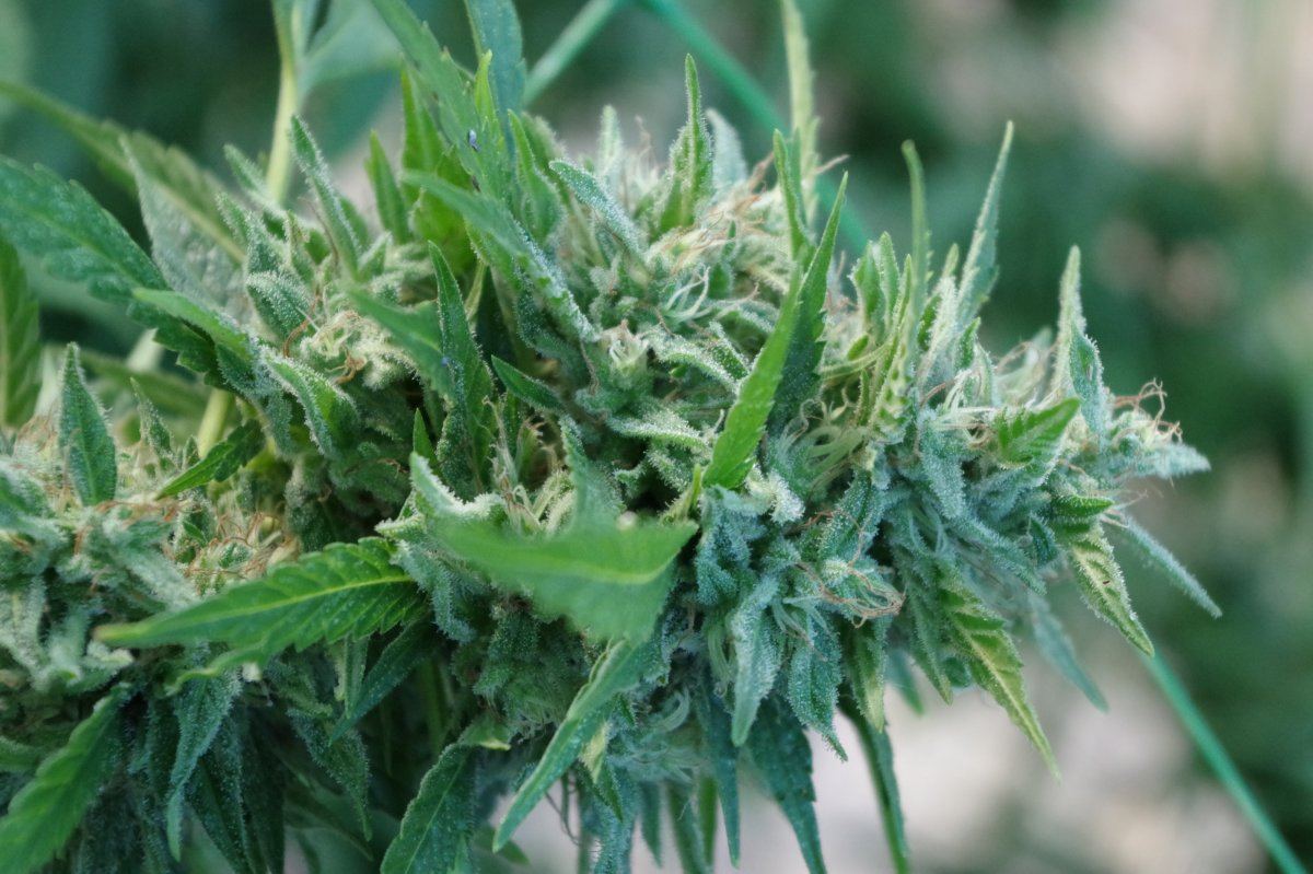 Grow Log 1457 09 25 2017