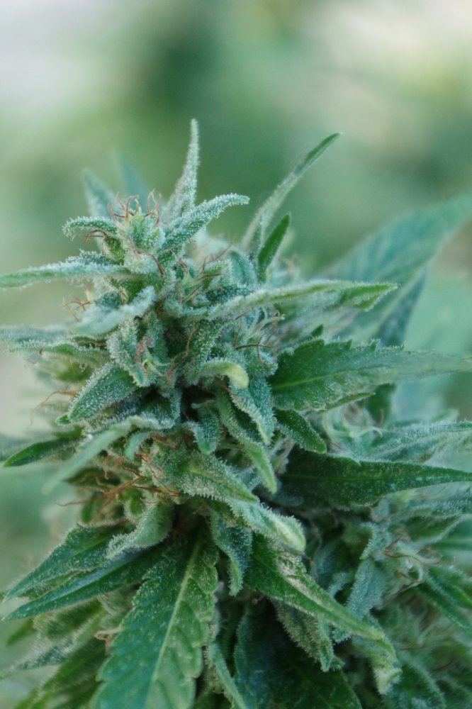 Grow Log 1484 09 25 2017