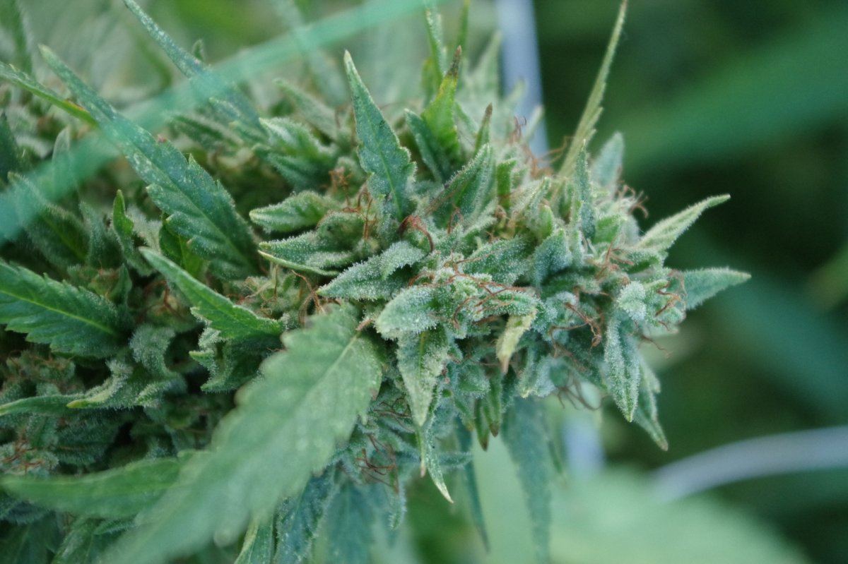 Grow Log 1550 09 25 2017