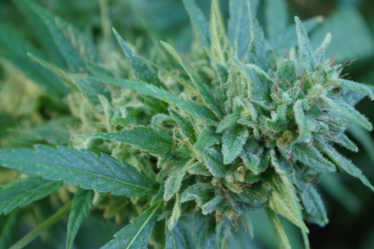 Grow Log 1610 09 25 2017