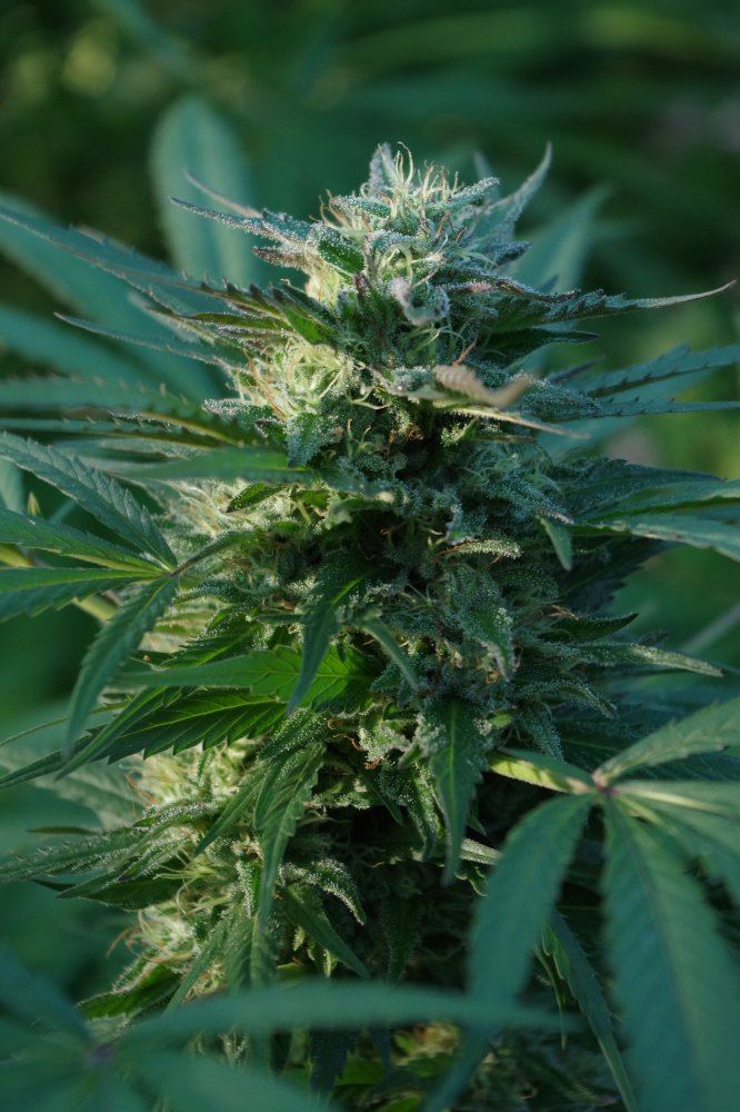 Grow Log 1654 09 25 2017