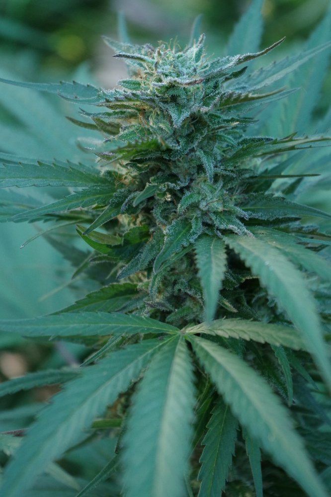 Grow Log 1668 09 25 2017