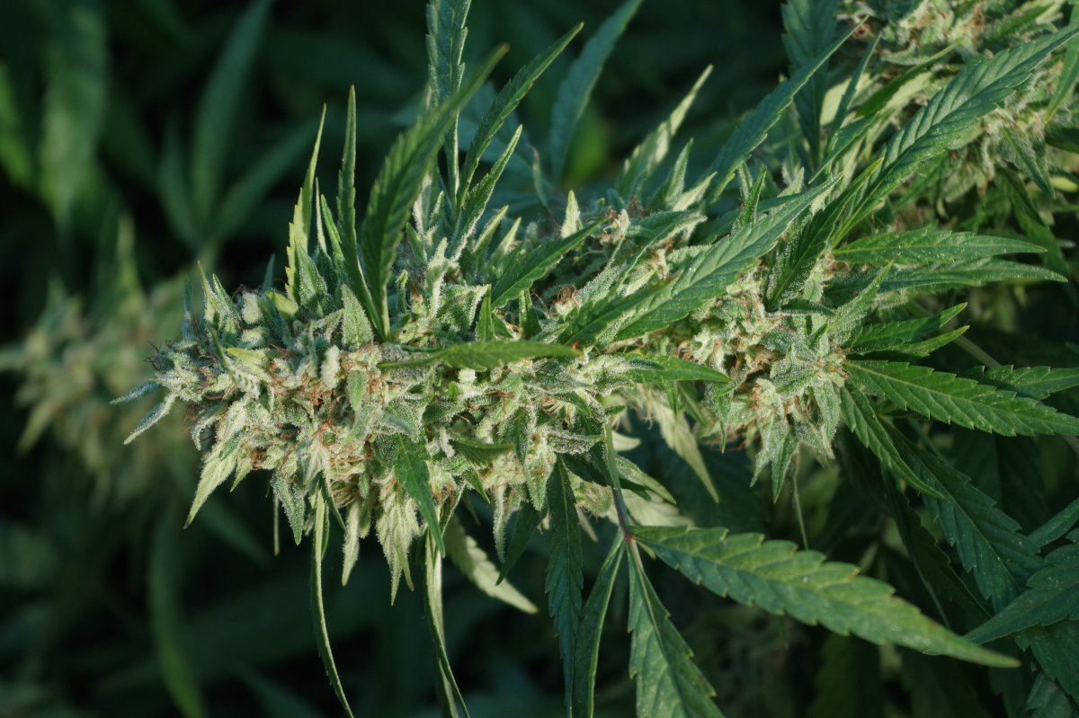 Grow Log 1764 09 25 2017
