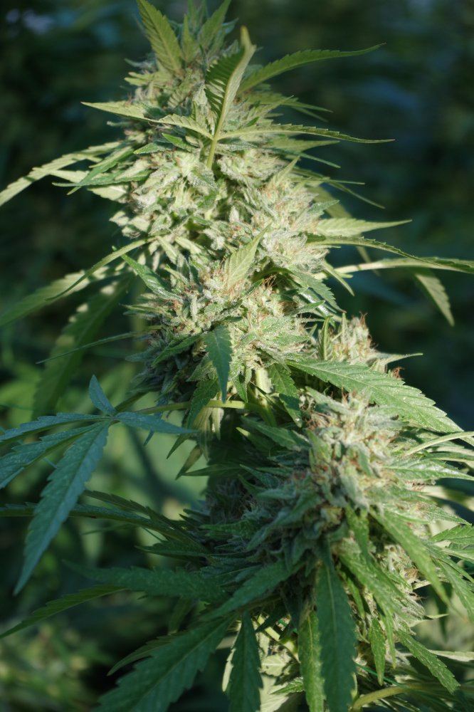 Grow Log 1767 09 25 2017