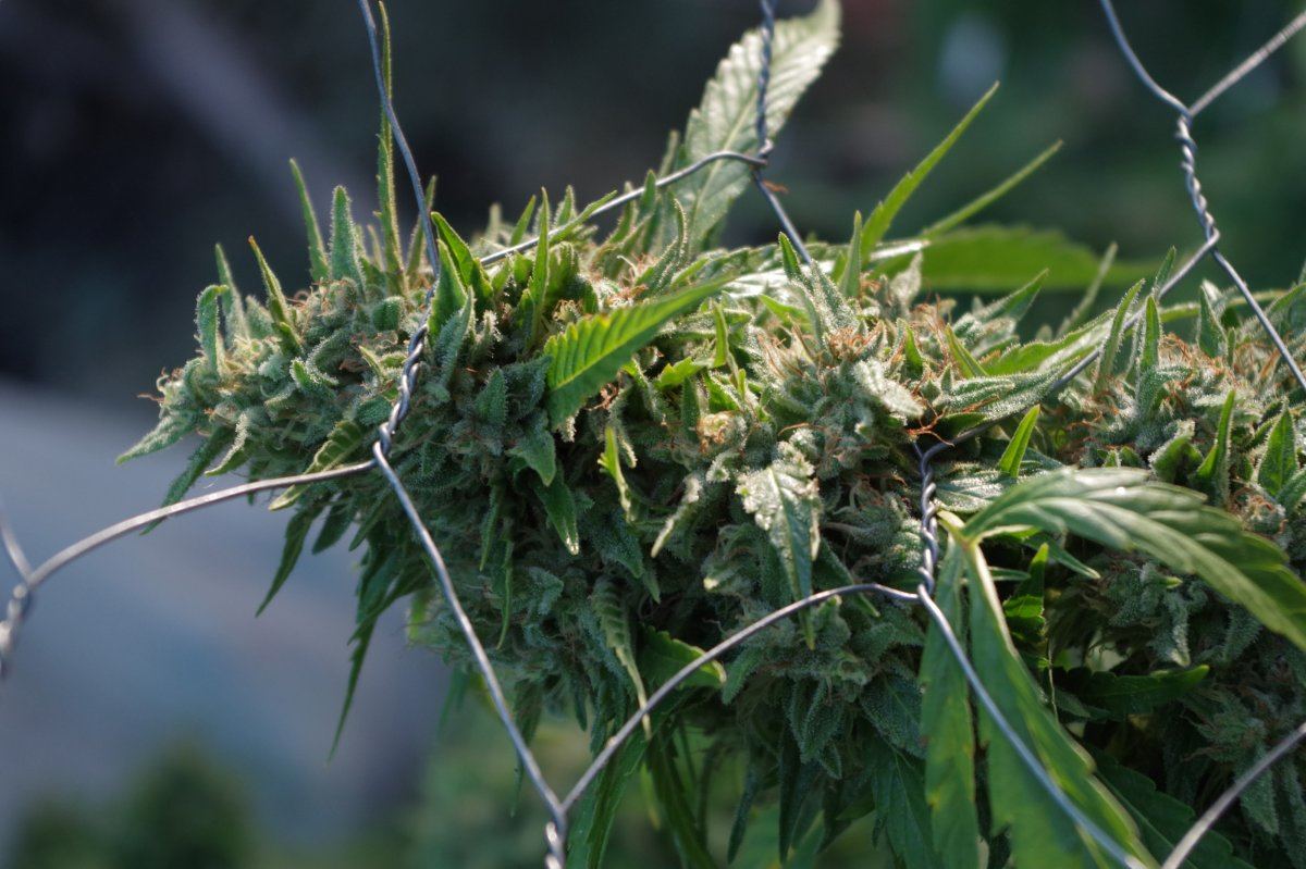 Grow Log 1779 09 25 2017