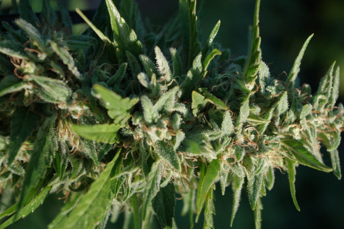 Grow Log 1806 09 25 2017