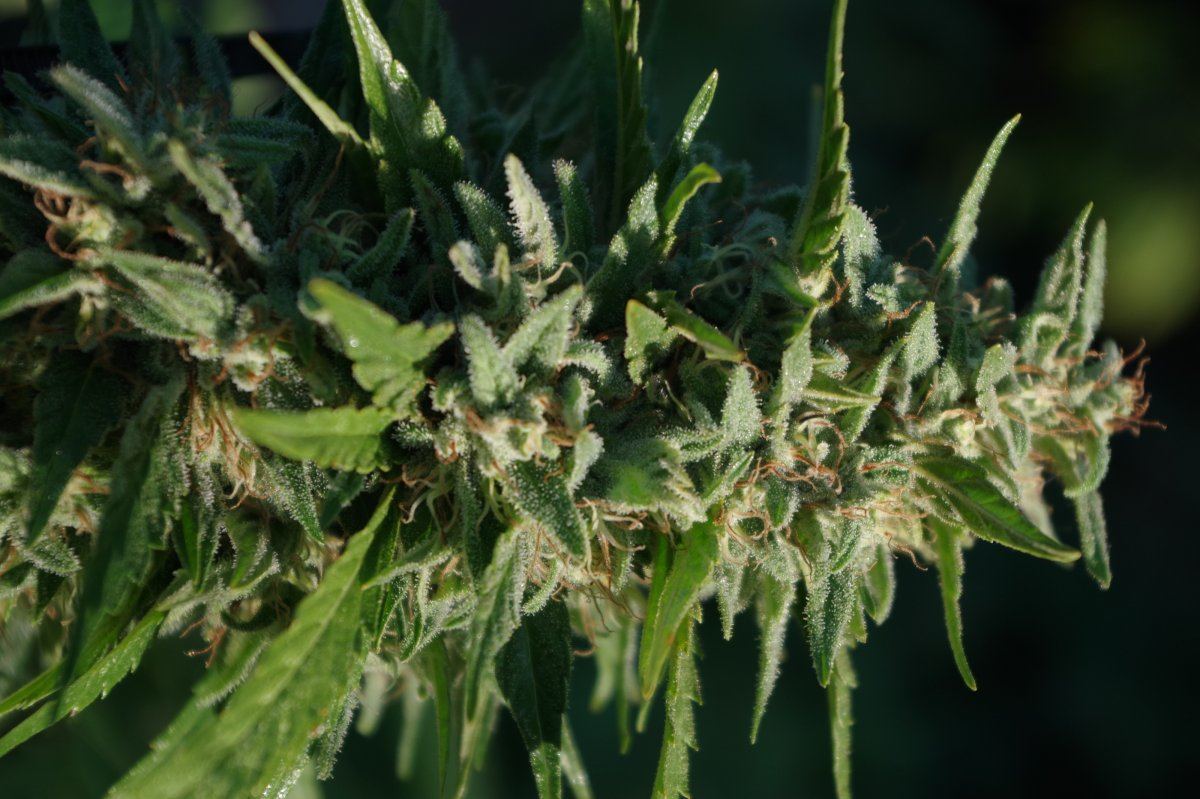 Grow Log 1816 09 25 2017