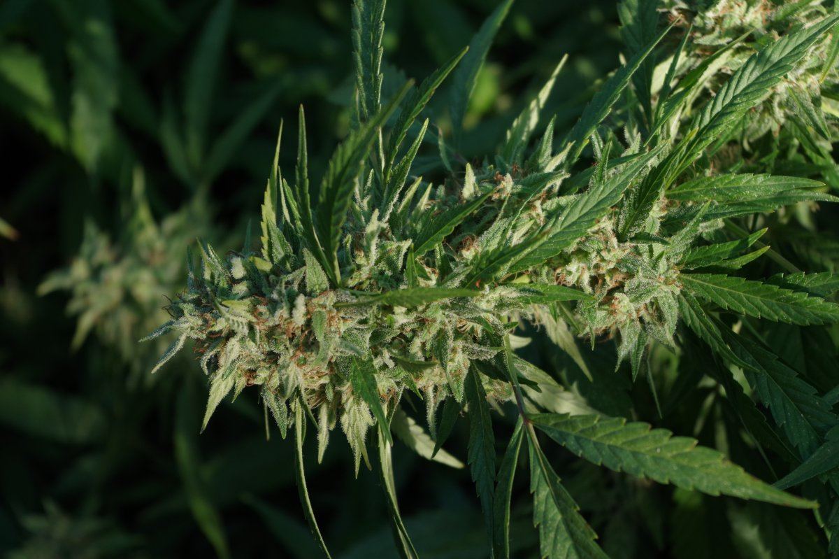 Grow Log 1825 09 25 2017