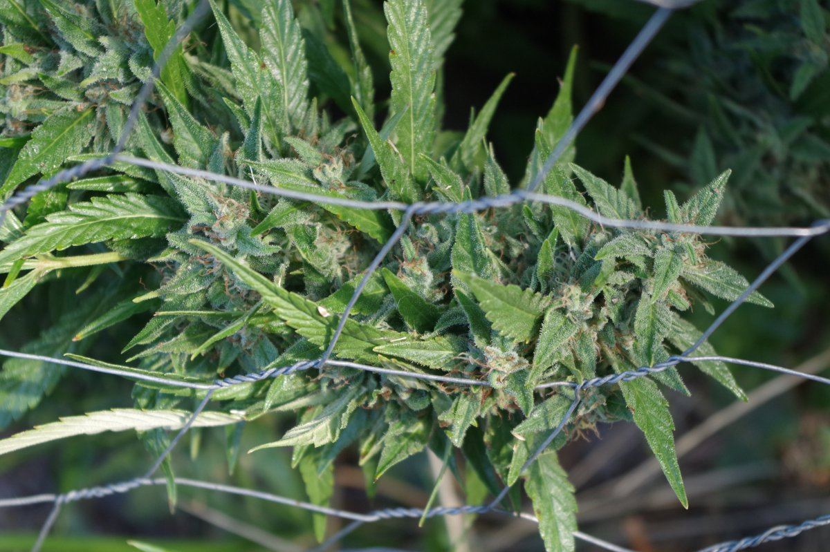 Grow Log 1847 09 25 2017