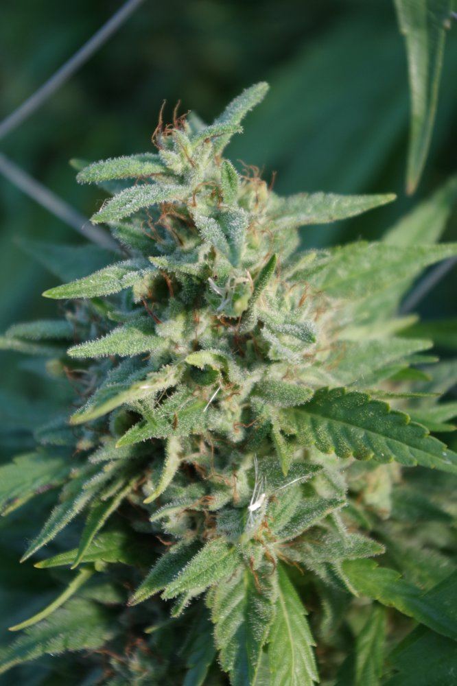 Grow Log 1877 09 25 2017