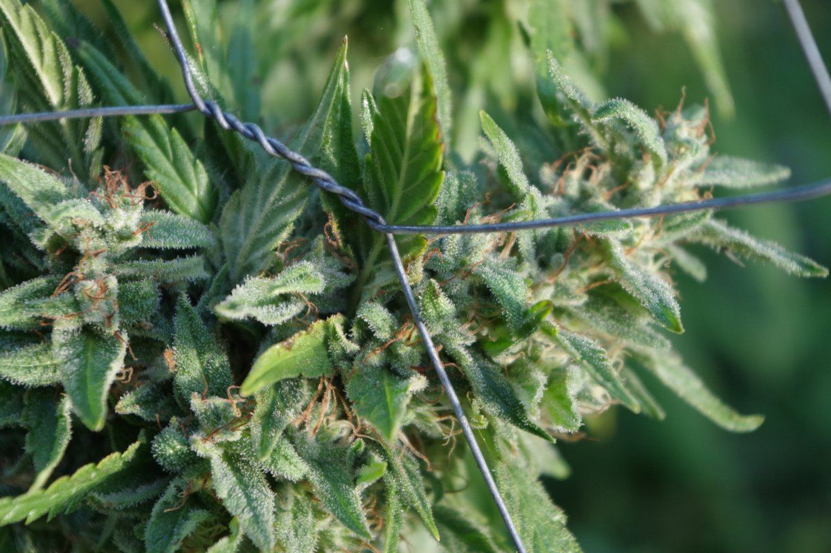 Grow Log 1883 09 25 2017