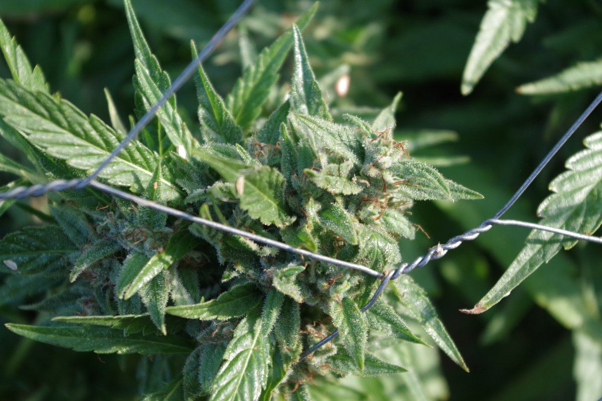 Grow Log 1898 09 25 2017