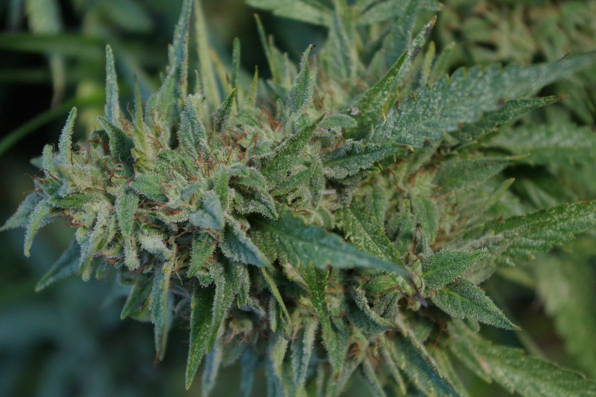 Grow Log 1924 09 25 2017