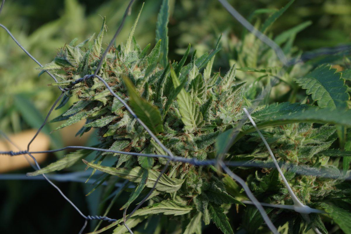 Grow Log 1927 09 25 2017