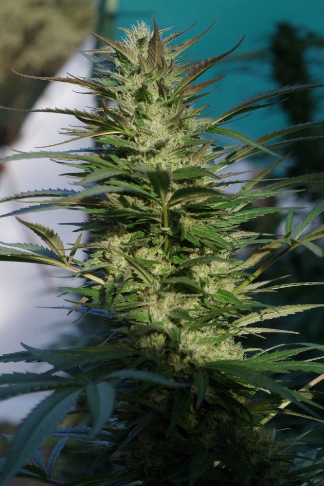 Grow Log 1944 09 25 2017