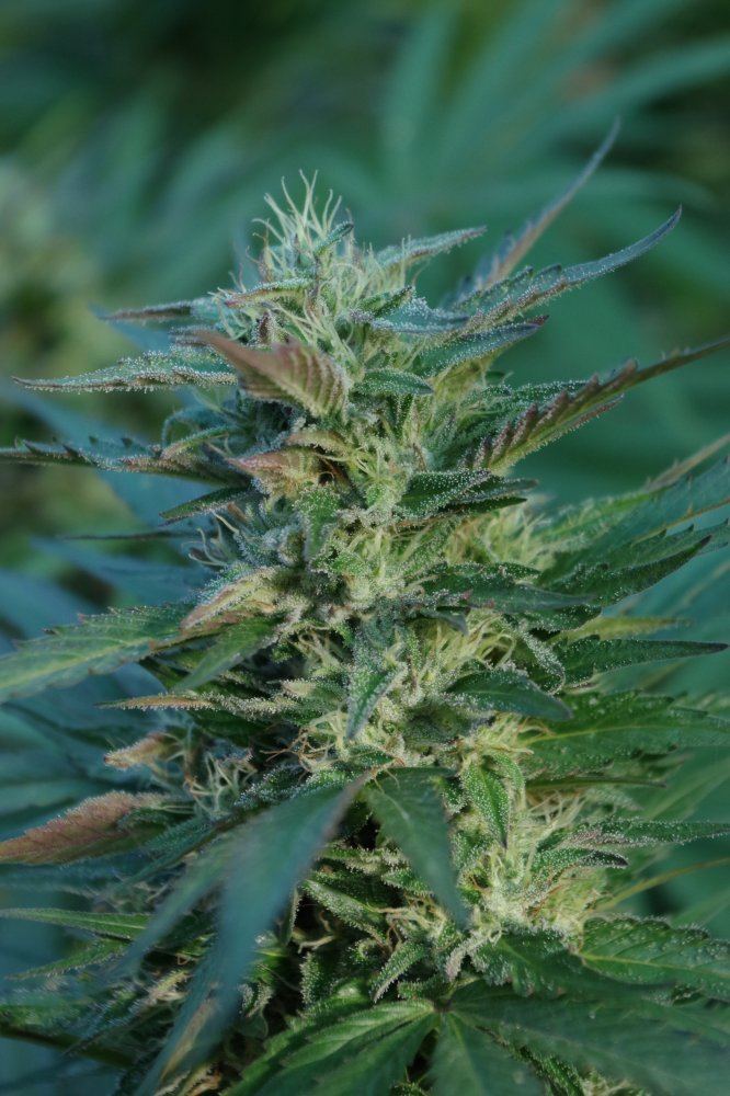 Grow Log 1971 09 25 2017