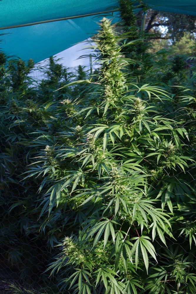 Grow Log 1984 09 25 2017