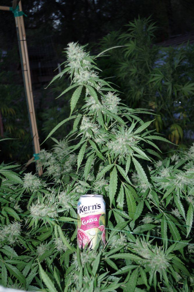 Grow Log 2024 09 27 2017