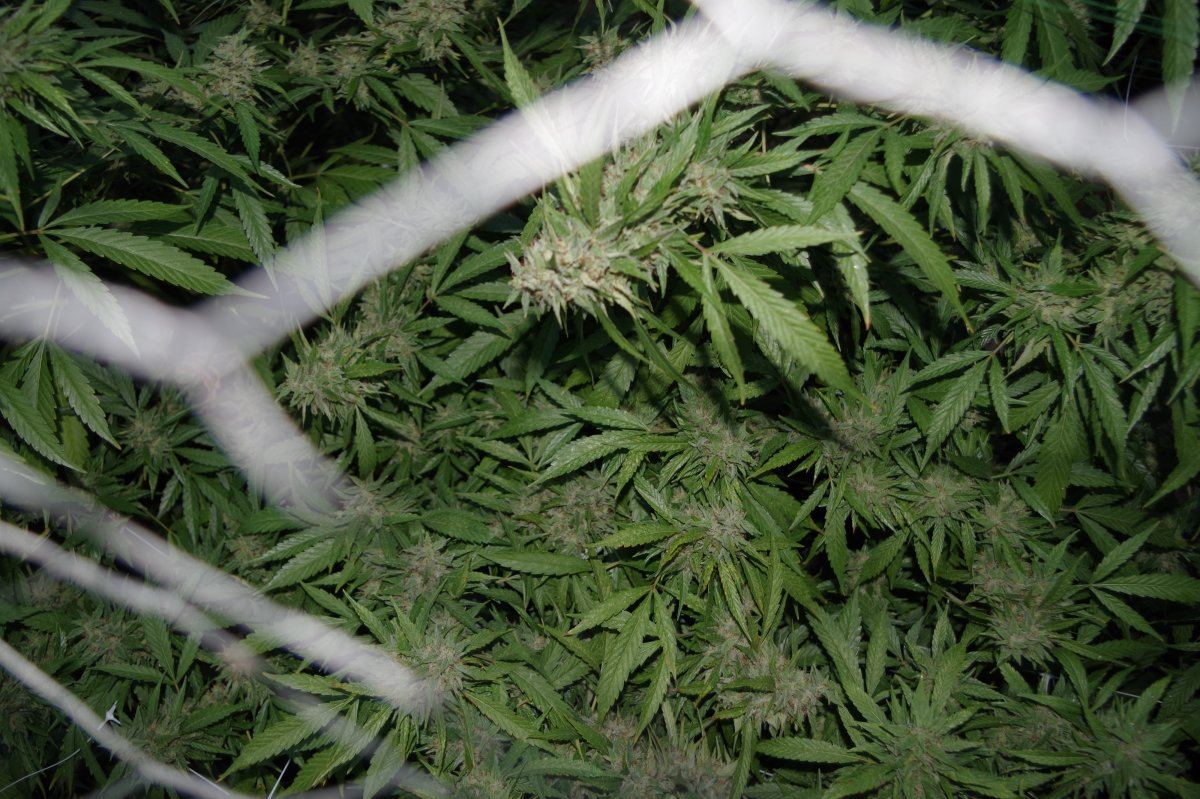 Grow Log 2030 09 27 2017