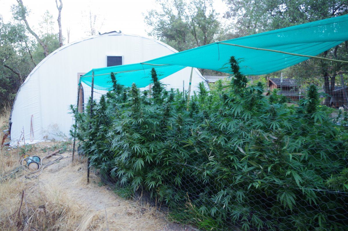 Grow Log 2049 09 27 2017