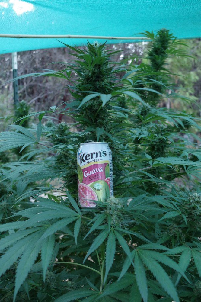 Grow Log 2059 09 27 2017