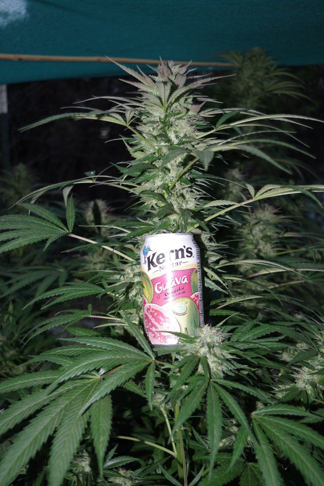 Grow Log 2061 09 27 2017