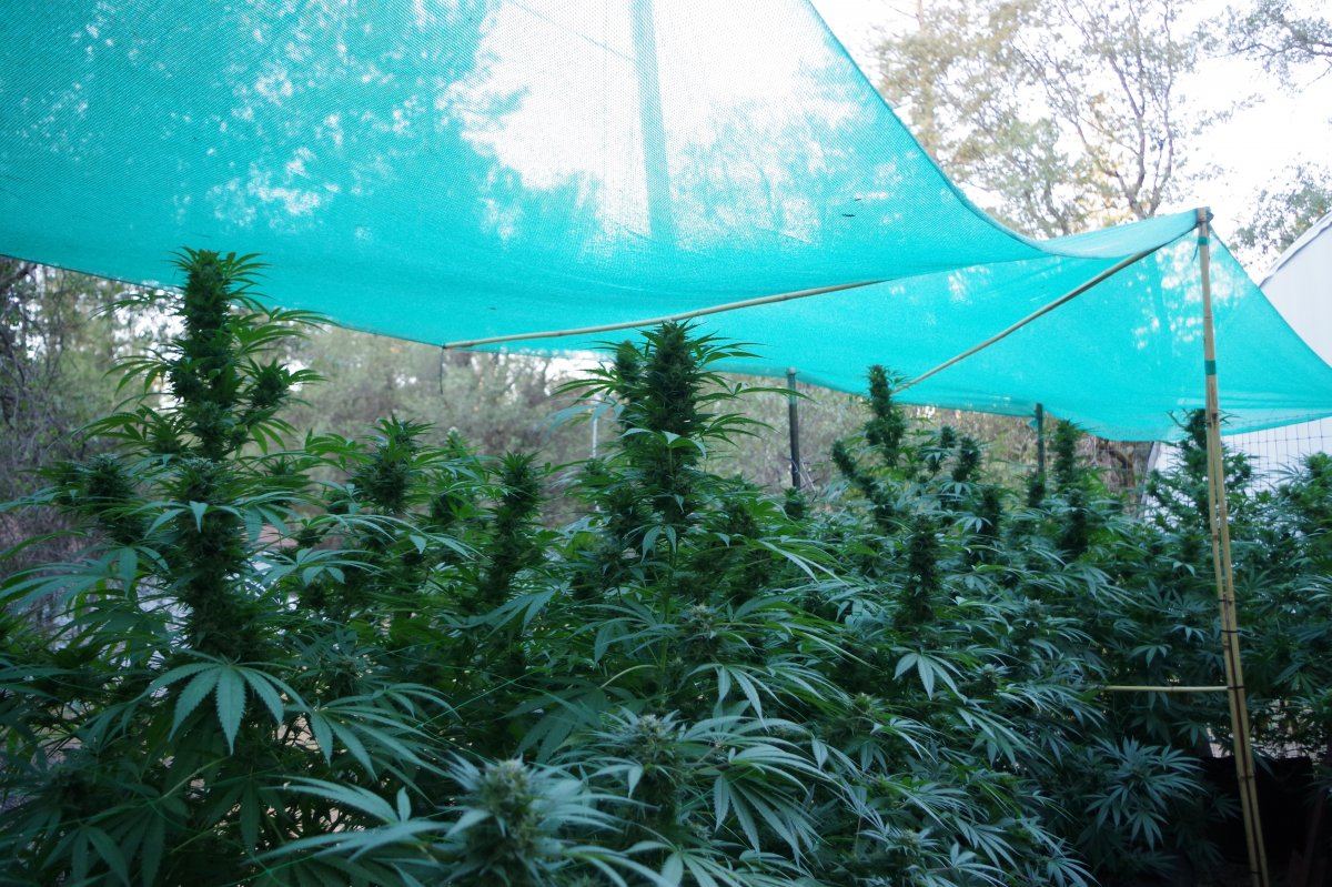 Grow Log 2172 09 27 2017