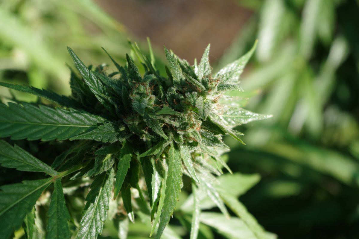Grow Log 2238 09 27 2017