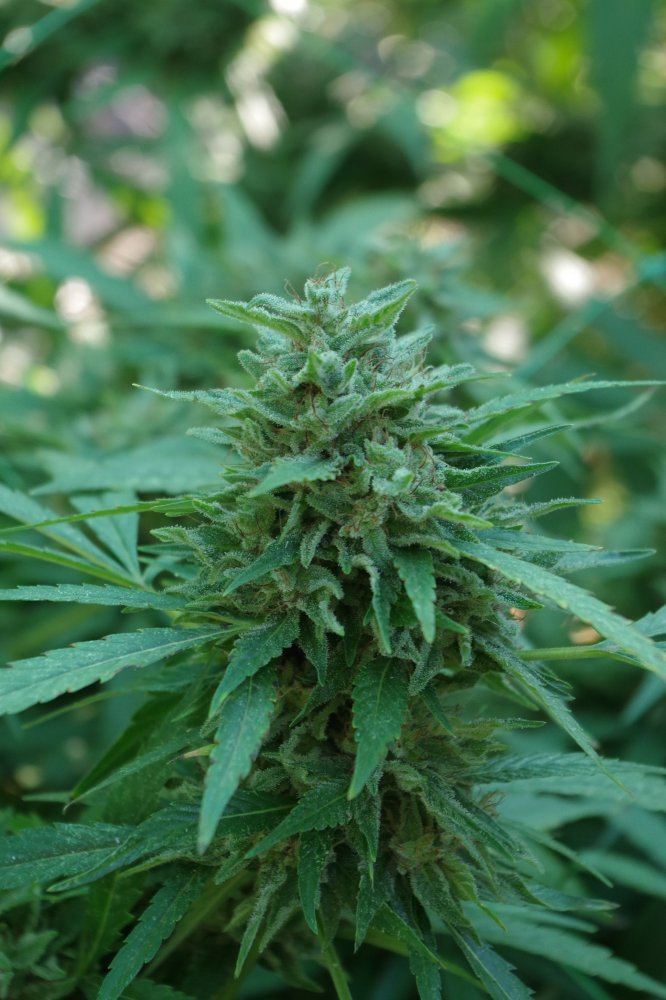 Grow Log 2256 09 27 2017