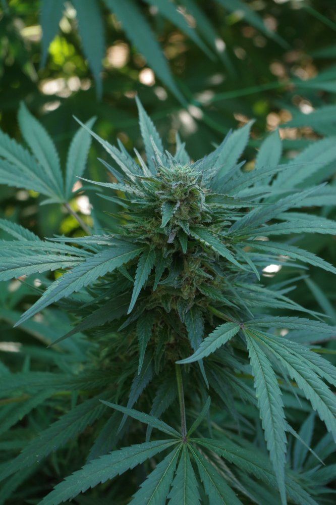 Grow Log 2258 09 27 2017