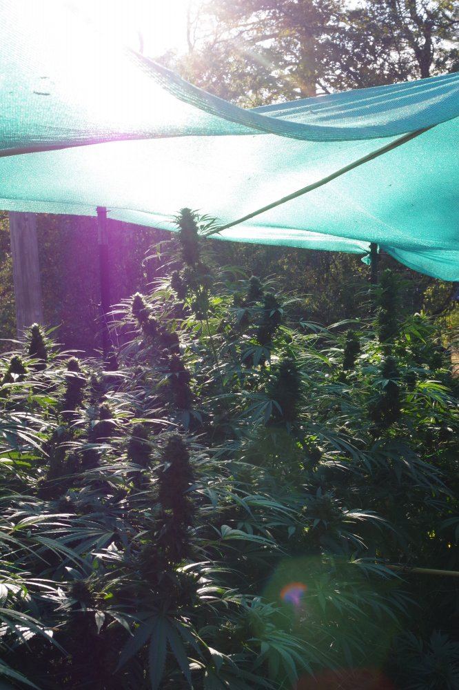 Grow Log 2283 09 27 2017