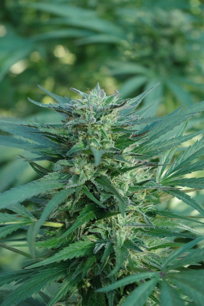 Grow Log 2325 09 27 2017