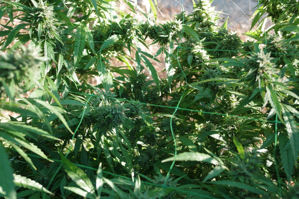 Grow Log 2361 09 27 2017
