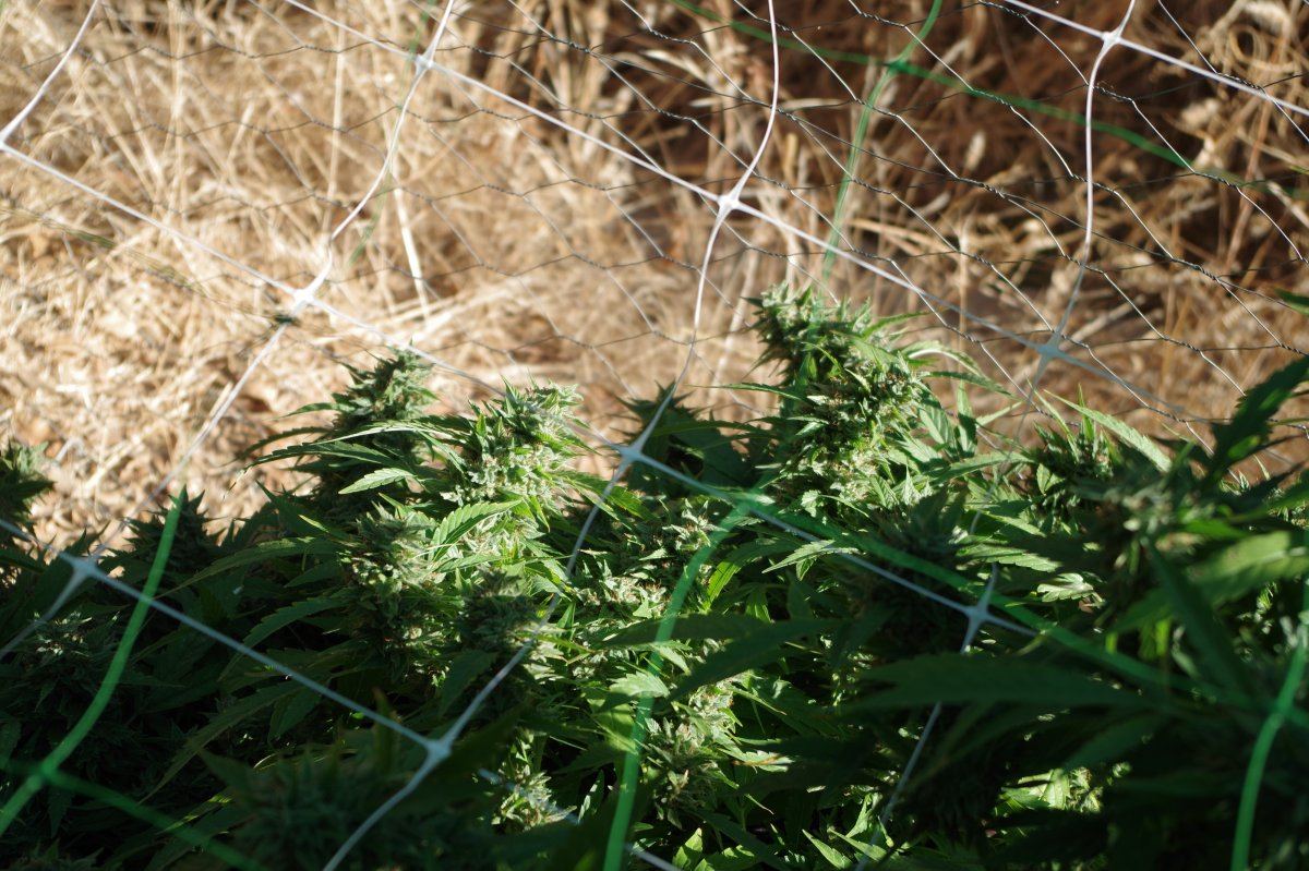 Grow Log 2364 09 27 2017