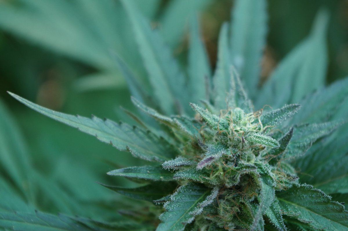 Grow Log 2378 09 27 2017