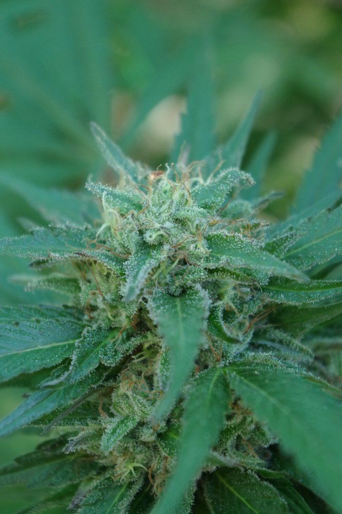Grow Log 2384 09 27 2017