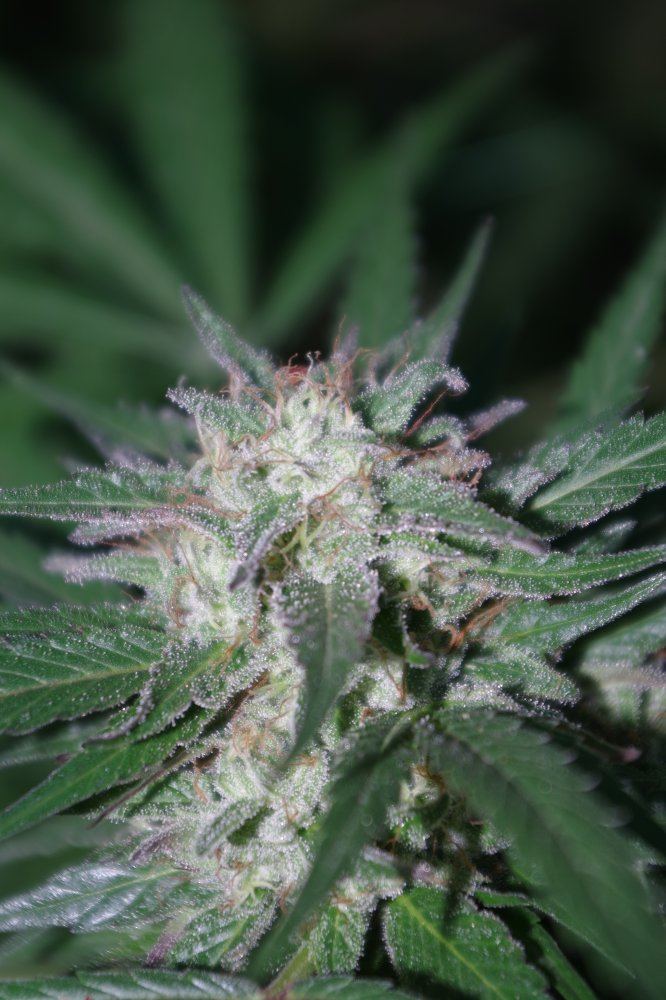 Grow Log 2387 09 27 2017